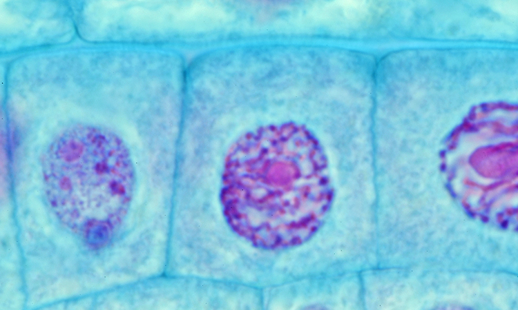 La cellule unité fonctionnelle des êtres vivants - 1mn 25s